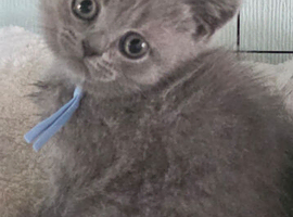 Ready to leave cutest boy TICA registered