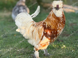 Polish cockerel