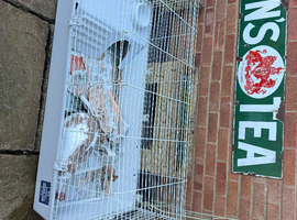 Benji Rabbit and his spare cage and hay