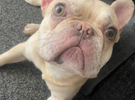 French bulldog