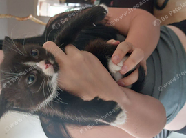 Kittens