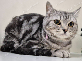 Beautiful Silver Shorthair Female Cat