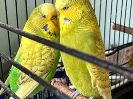 Pair of exhibition budgies