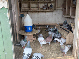 Pigeons