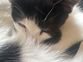 2 beautiful kittens ready now