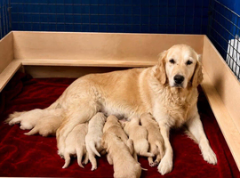 Golden retriver puppies