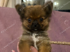 Griffon x Pomeranian girl for sale