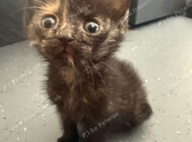 British shorthair x