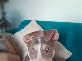 Bully lurcher