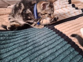 Male kitten