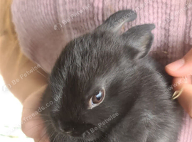3 beautiful boy netherland dwarfs