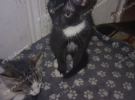2 boys kittens left ready to go to new house