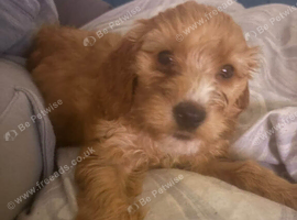 Cockapoo