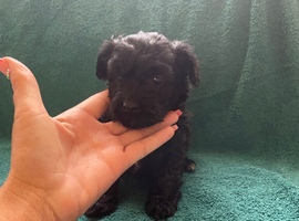 Beautiful Pomeranian cross poodle puppies for sale to a loving home