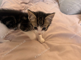 Kittens for sale