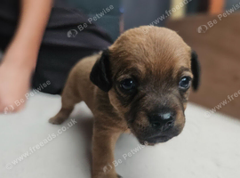 Gorgeous Jack Russell puppies