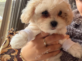 Bichon Frise For Sale