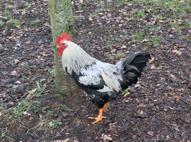 Welsumer Silver Duckwing and partridge  young Cockerals