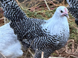Silver campine girls for sale