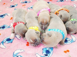 Staff puppies