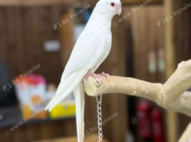 Albino cocktails