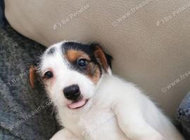 Jack Russell pups