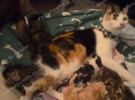 5 Kittens