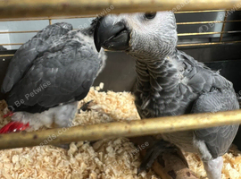 African Grey Baby
