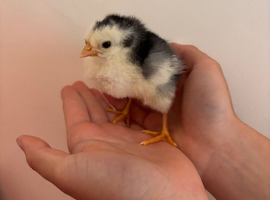 Stunning Hybrid chicks