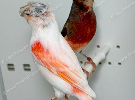 Harlequin canaries for sale