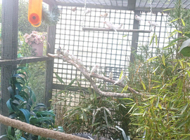 Java sparrows