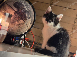 4 fluffy kittens waiting for forever home