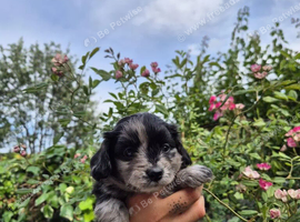 Lovely tiny Pomapoo&rsquo;s available