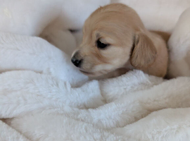 Long haired stunning puppies