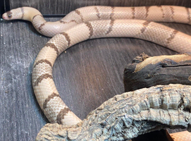 Adult Ghost Honduran at  Birmingham Reptiles