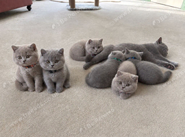 GCCF and TICA registered British Shorthair kittens