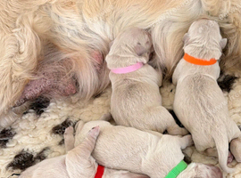 Golden Retriever Boys and Girls Available