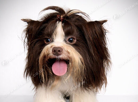 Tiny Biro Yorkshire Terrier STUD