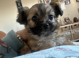 Chihuahua Maltese mix for sale