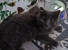Rogdoll kitten cross british blue
