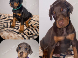Stunning Dobermann Puppies