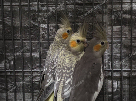 Cockatiels