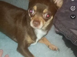 Female teacup chihuahua