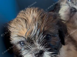 Full pedigree Shih Tzu puppies