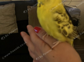 Beautiful hand tame hen