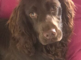 Cocker spaniel forsale