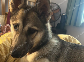 Belgian mallinois x Siberian husky