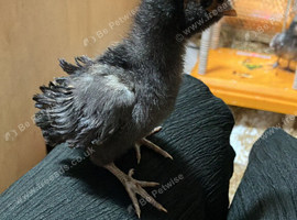 Polish bantam chicks