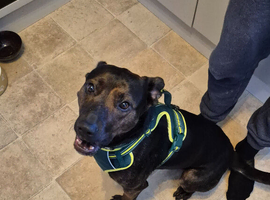 German shepherd cross staffy Milli