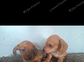 Puppies